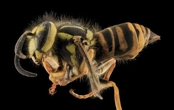 Yellowjacket, Side, MD, Talbot County_2013-09-30-19.29.12 ZS PMax - image gratuit #282061 