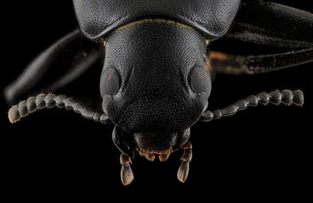 Darkling Beetle, head, Upper Marlboro_2013-10-08-22.41.15 ZS PMax - image #282121 gratis