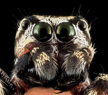 jumping spider 7, face, upper marlboro, md_2013-10-18-11.52.59 ZS PMax - image #282141 gratis