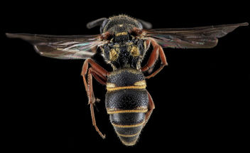Wasp, F, Back, Cecil County, MD_2013-11-04-11.35.10 ZS PMax - Free image #282301