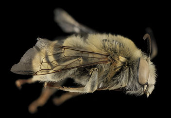 Anthophora montana, M, Side, Larimer Co, CO_2013-12-11-11.39.01 ZS PMax - бесплатный image #282311
