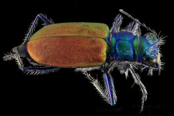 Festive Tiger Beetle, back, Badlands,Pennington Co, SD_2013-12-31-13.55.27 ZS PMax - image gratuit #282351 