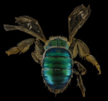 Agapostemon sericeus, F, Back, MD, PG County_2014-01-31-16.16.17 ZS PMax - Free image #282481