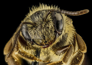 Andrena nebecula, F, Face, MD, Anne Arundel_2014-02-11-16.47.35 ZS PMax - image gratuit #282511 