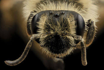 Andrena nida,f, face, beltsville, md_2014-04-21-18.19.22 ZS PMax - Free image #282631