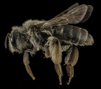 Andrena simplex, F, Side, VA, Westmoreland County_2014-04-08-16.45.42 ZS PMax - Free image #282741