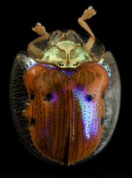 golden tortoise beetle, back, upper marlboro, md_2014-06-04-13.25.12 ZS PMax - бесплатный image #282771