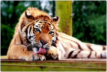 Tigers - South Lakes Animal Park (7) - бесплатный image #282841
