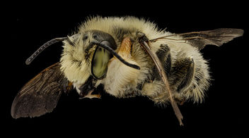Megachile latimanus, partial side_2014-07-01-13.21.54 ZS PMax - Free image #282921