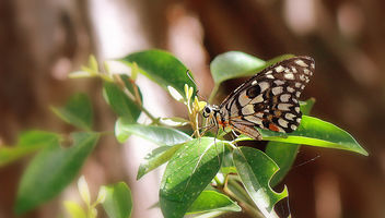 Butterfly - Kostenloses image #282931
