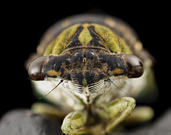 Tibicen tibicen, Cicada, face, md, upper marlboro, pg county_2014-09-02-11.56.49 ZS PMax - Kostenloses image #283261