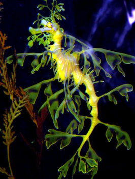 Leafy Seadragon - Kostenloses image #283281