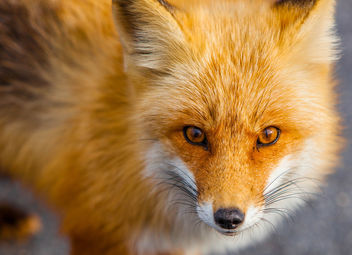 Foxes of Island Beach State Park New Jersey - бесплатный image #283501