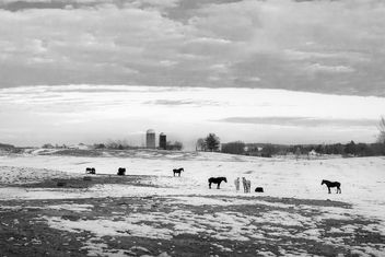 Horses in snowy field - Free image #283521