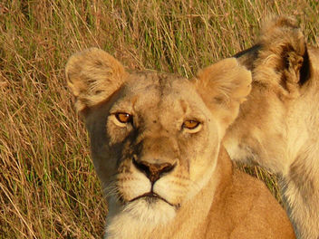 Lionesses resting ! - image #283701 gratis