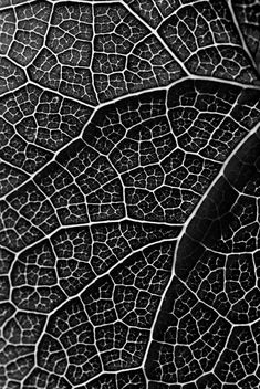 Leaf pattern - b&w - Free image #284311