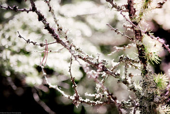 Birch Tree - бесплатный image #285421