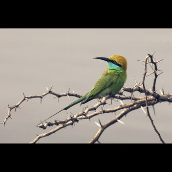 Green Bee Eater - Kostenloses image #285841