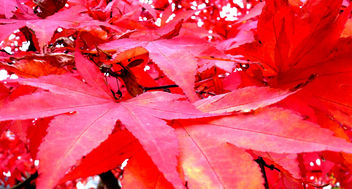 Red Leaves Queenswood Park Hereford #dailyshoot - Free image #286051