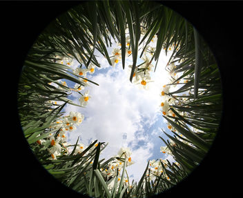Daffodil World - бесплатный image #286311