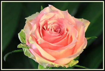 A rose - Kostenloses image #287231