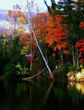 Trees of heaven, North Carolina - бесплатный image #287241