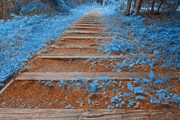 Blue Forest Trail - HDR - image gratuit #287581 