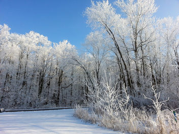 Nature at it's finest in Winter - бесплатный image #287721