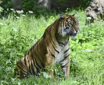 Kirana the female Tiger - бесплатный image #288581