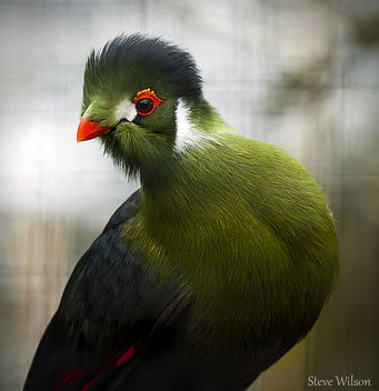 White Cheeked Turaco at The Welsh Mountain Zoo (EXPLORE) - Kostenloses image #289331