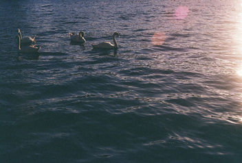 Evening Swans. - image #290121 gratis