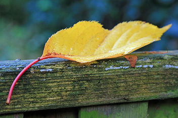 Autumn leave - Free image #290131