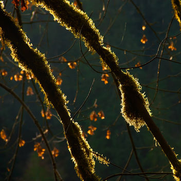 Mossy Forest (Explored).jpg - image #290201 gratis