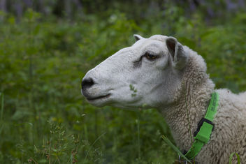 sheeps out - Free image #290381