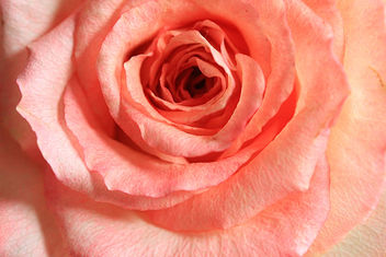 A rose - image #290571 gratis