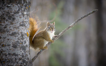 Proud Squirrel - Free image #291191