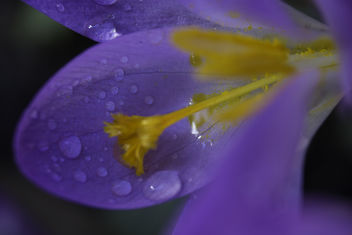 Spring rain drops - бесплатный image #291231