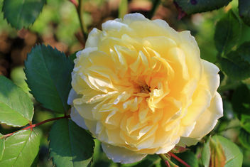 English rose, already the thirds flower - бесплатный image #291391