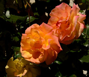 Ah ! Quel bonheur que les teintes de ces roses Sahara ! ... :) - image gratuit #291941 