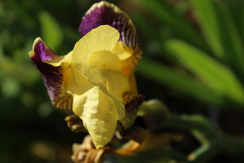Purple and Yellow flower - image #292081 gratis