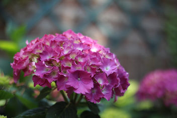Pink flowers - Free image #292401