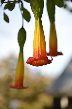 Brugmansia Flower - бесплатный image #292471