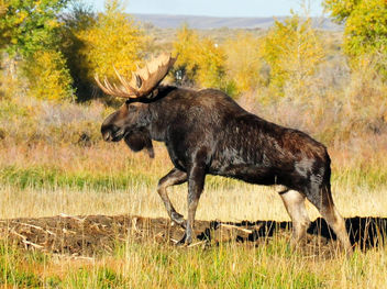 Shiras bull moose fall colors Seedskadee National Wildlife Refuge 01 - image gratuit #292621 