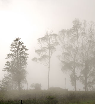 The fog - Kostenloses image #293211