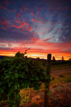 Vineyard Sunset - image gratuit #293321 