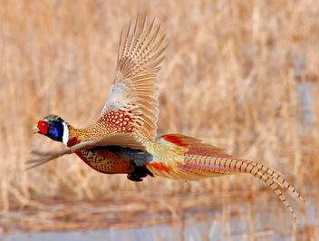 Ring-necked pheasant flying Lacreek National Wildlife Refuge - бесплатный image #293441