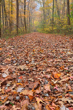 Fall Ferry Grove Trail - HDR - Free image #294761