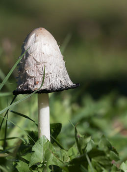 white mushroom - image #294781 gratis