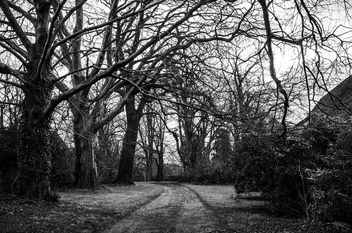 Spooky trees - image gratuit #295531 