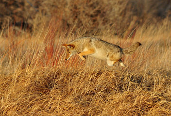 Leaping Coyote Seedskadee NWR - бесплатный image #295781